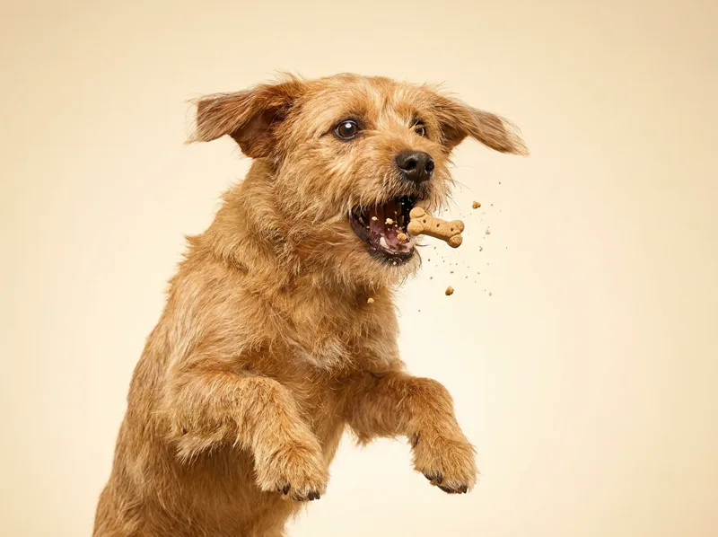 Generated ad visual — terrier catching a treat mid-leap