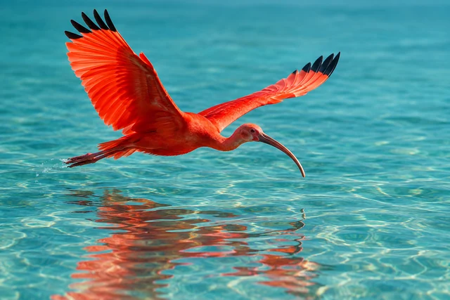 A scarlet ibis with wings extended skims turquoise water above its reflection.